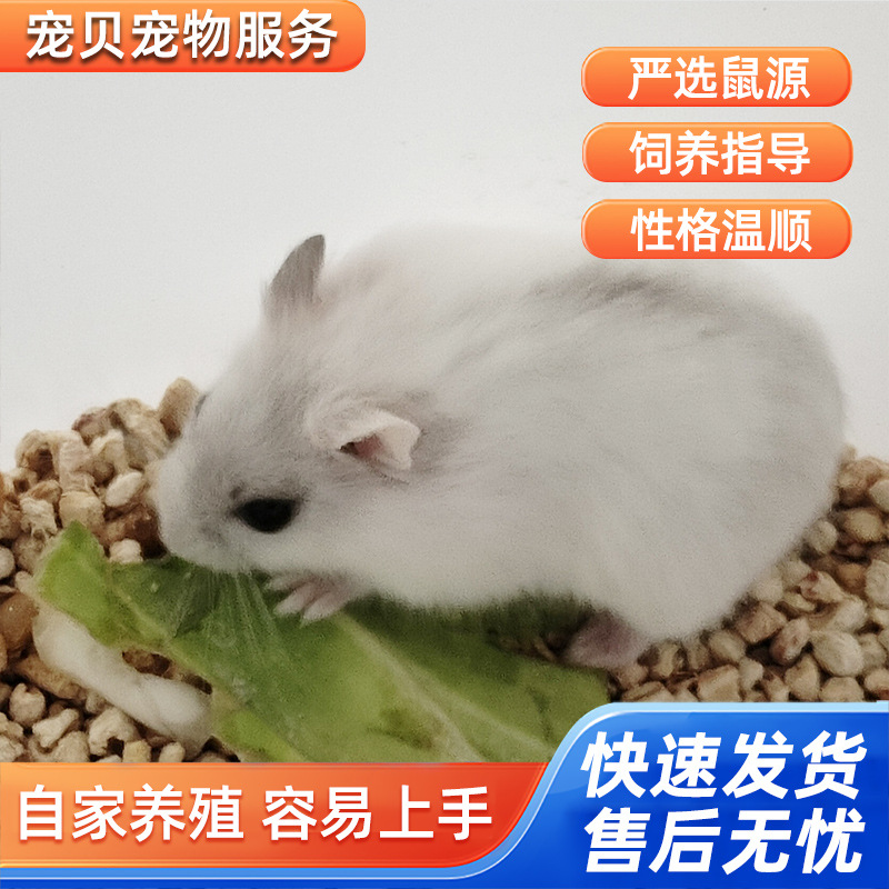 Pet Hamsters Suitable for Children to Raise: One Male and One Female Live Hamsters, Purple Hamster, Pudgy Hamster, Silver Fox Hamster, Three-Striped Hamster