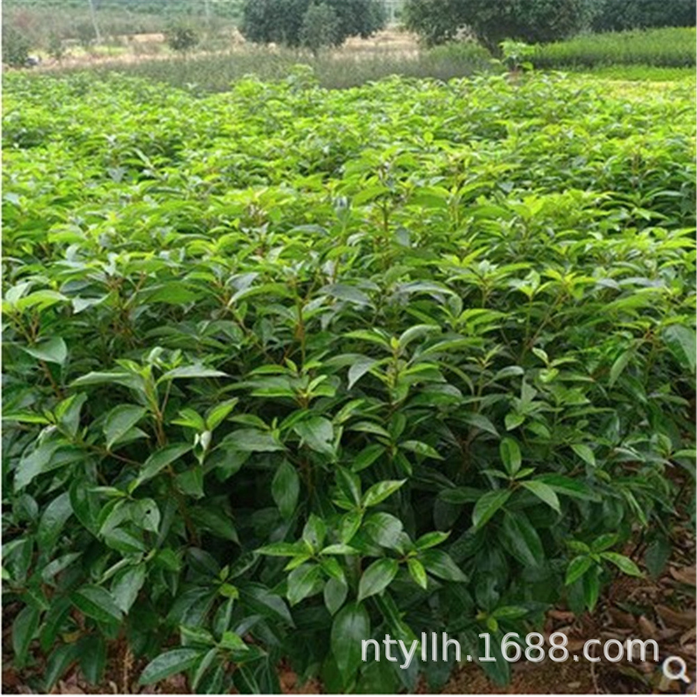 Camphor Saplings, Large and Small Leaf Camphor Saplings, Mosquito Repellent Camphor Saplings, Evergreen Saplings Planted in the North and South, All Year Round