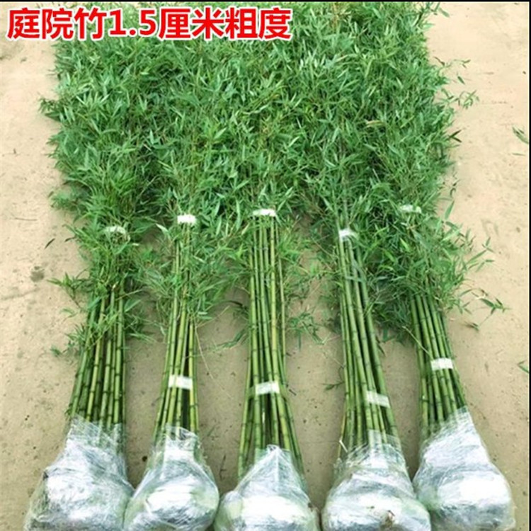 Bamboo Seedlings Courtyard Northern Cold-Resistant Bamboo Plants All Year Round Evergreen Greening Golden Bamboo Green Bamboo Seedlings Purple Bamboo Seedlings Potted Plants