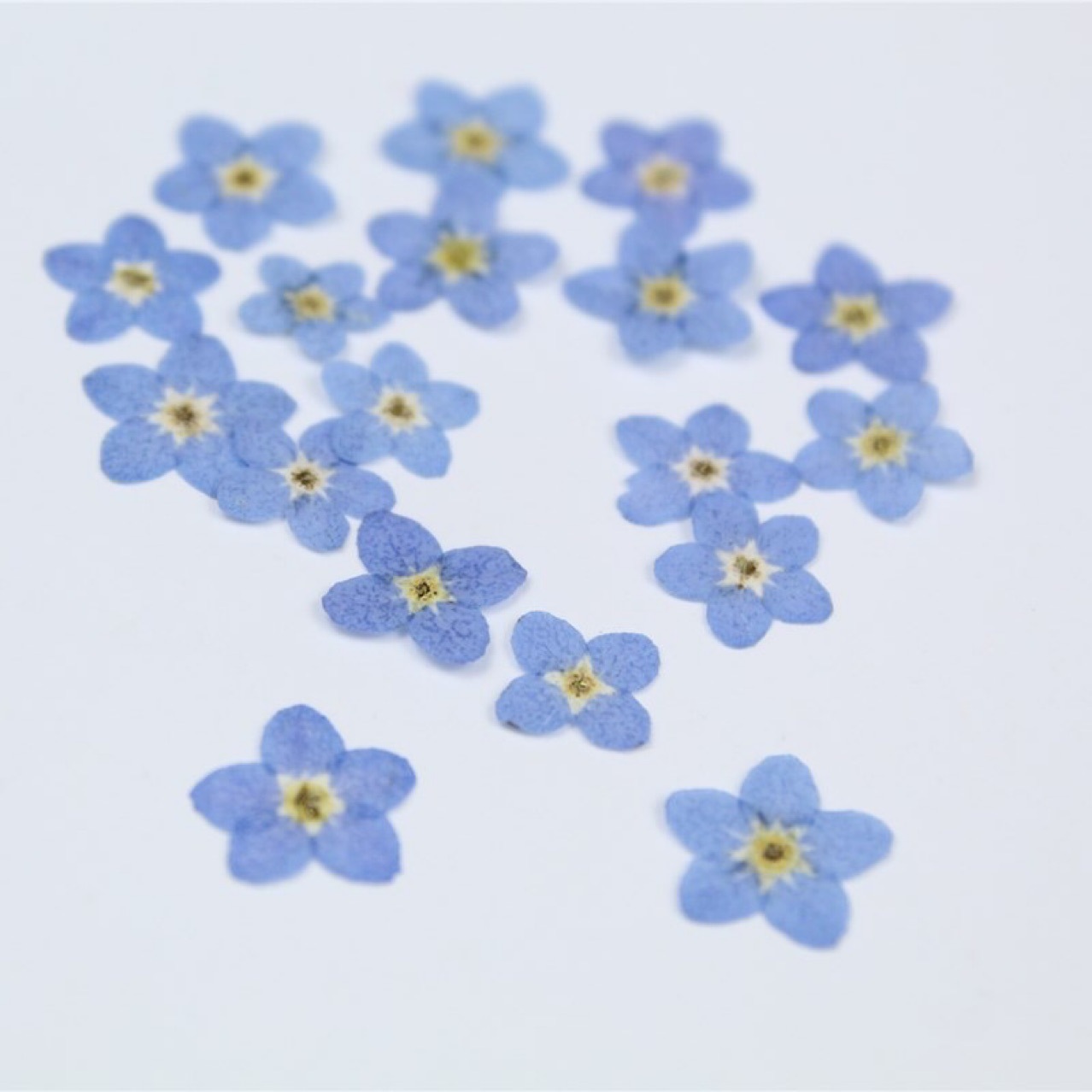 Internet Celebrity Forget-Me-Not Real Dried Flower Embossed Bag Plant Specimen Ins Popular Nail Art Glue Jewelry Embossed DIY Material