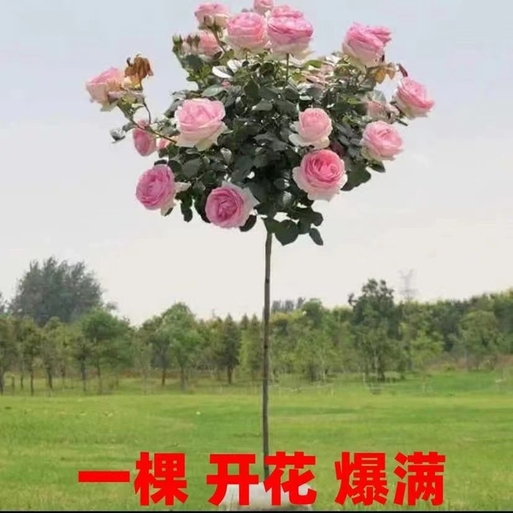 Tree-Shaped Rose Seedlings, Tree Stumps, Tall Rose Flowers, Four-Season Blooming Potted Plants, Indoor Easy-To-Grow Florals and Green Plants