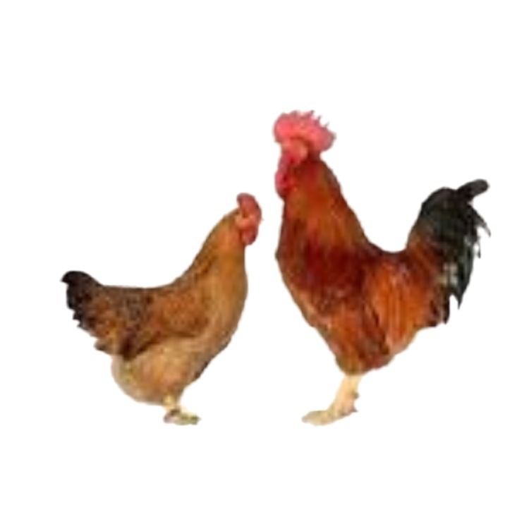 Live Chicken Chicks, Lingshan Hemp Chicken Chicks, Jute Chicken Chicks, and Qingyuan Hemp Chicken, Three Yellow Chicken Chicks, Rural Free-Range Chicken Chicks