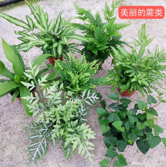 Папоротник волчьего хвоста, морозостойкий, цветущий.