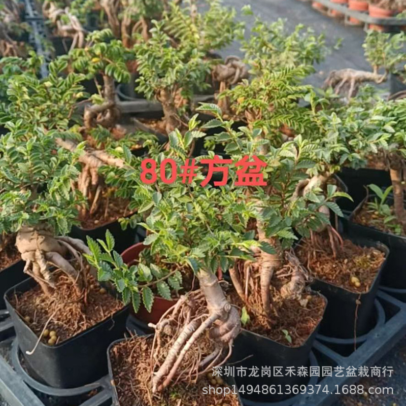 Бонсай камелии, миниатюрная пальма, форма старого корня, маленький листовой вяз в горшке