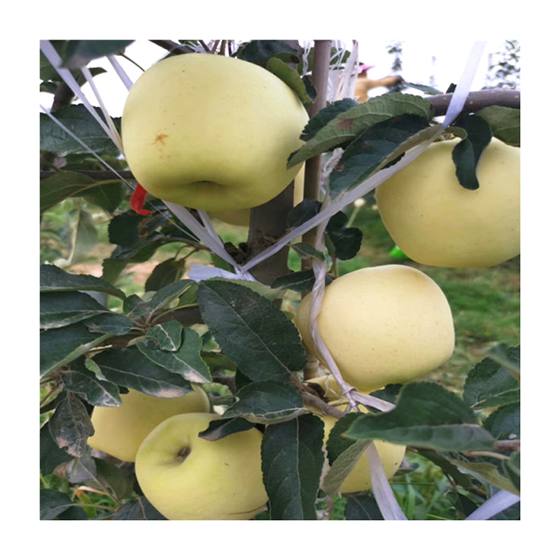 Late-Maturing Yinfu Apple Saplings for Sale, 99% Survival Rate of Peach Apple Saplings, Dwarf Apple Saplings