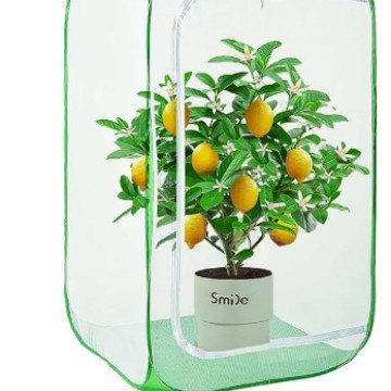 Бонсай австралийского кипариса, комнатное растение, реальный зеленый цветок, популярный товар