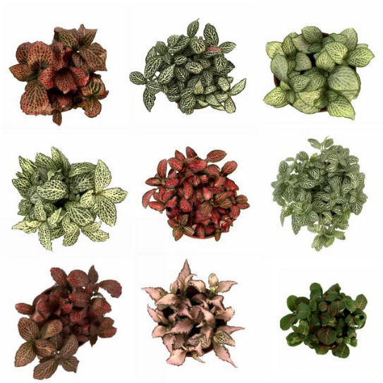 Moss micro landscape plant reticulated grass stall night market best-selling countertop potted indoor green plant diy activity material