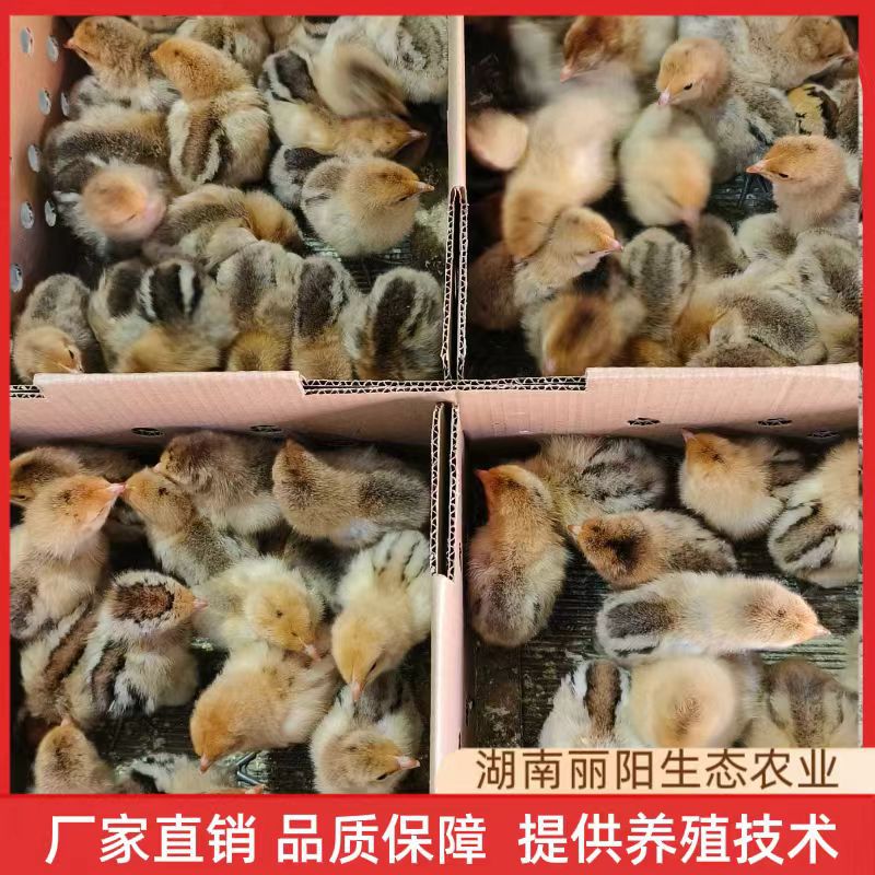 Direct Sale from the Hatchery: Black-Feathered Red-Crowned Chicken Chicks, One-Day-Old Live Chicks, Live Seedlings, Suitable for Raising Free-Range Chickens in Rural Mountain Areas