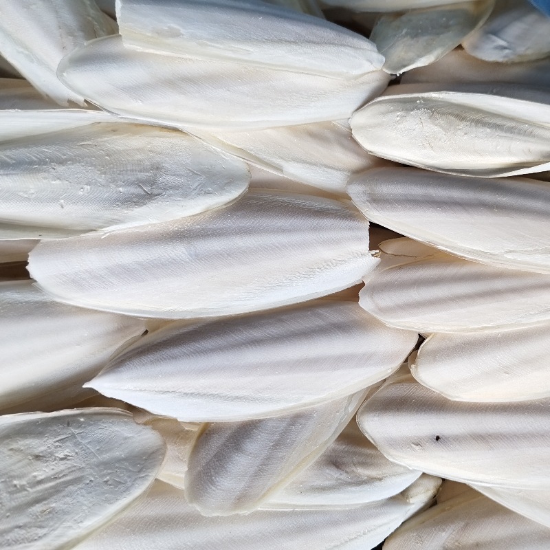 Source Wholesale Cuttlefish Bone New Product Trimming and Polishing Cuttlefish Pet Teeth Grinding Various Specifications Cuttlefish Bone