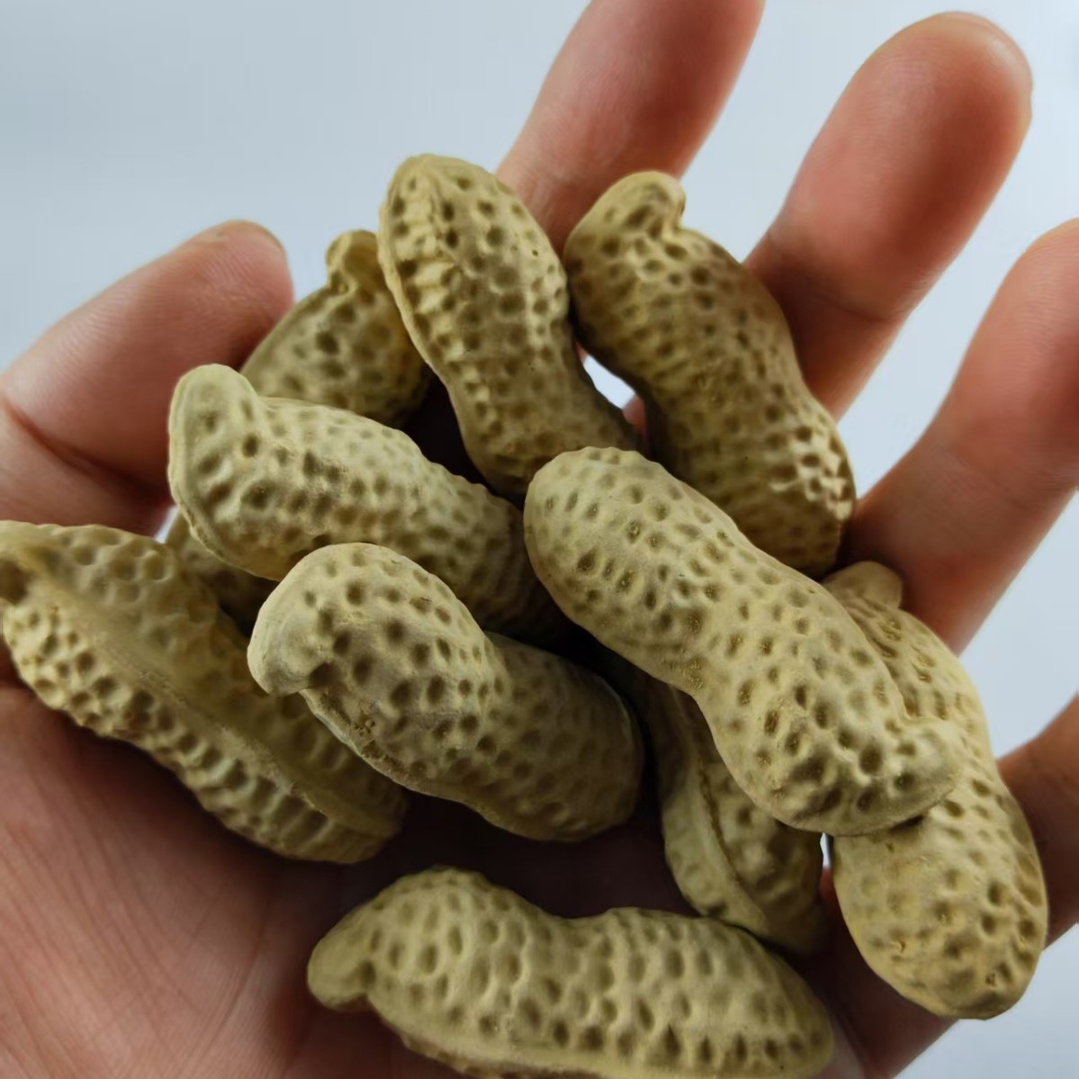 Purple Clay Bionic Small Peanut Section Mud Peanut Yixing Purple Clay Tea Pet Sculpture Ornaments Tea Play Decoration Home Furnishings