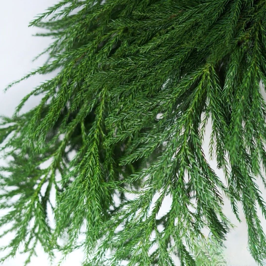 Sold by the Pound, Tianzhu Girl’S Fresh Christmas Pine Handmade DIY Christmas Tree Materials