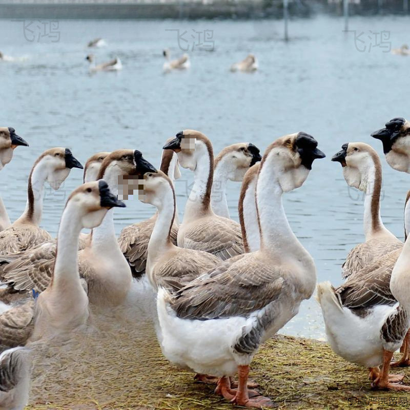 Lionhead Half-Pound Large Extra-Large Goose, Purebred 0.5kg Lionhead Goose Live Chicks for Consumption at Room Temperature