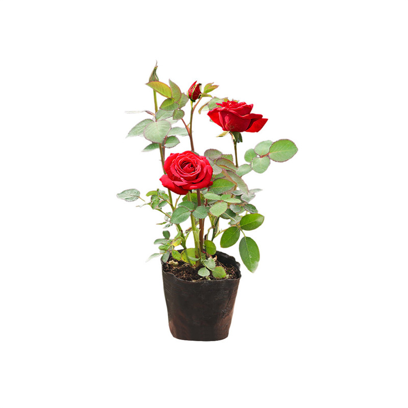 Rose Seedlings with Buds Indoor and Outdoor Balcony Flowers Four Seasons Flowering Shrubs Rose Juice Balcony Courtyard Good for Raising