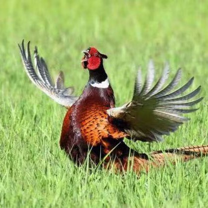 Fresh Wild Eggs, Colorful Mountain Eggs, Colorful Wild Eggs, Mountain Eggs, Whole Box Wholesale