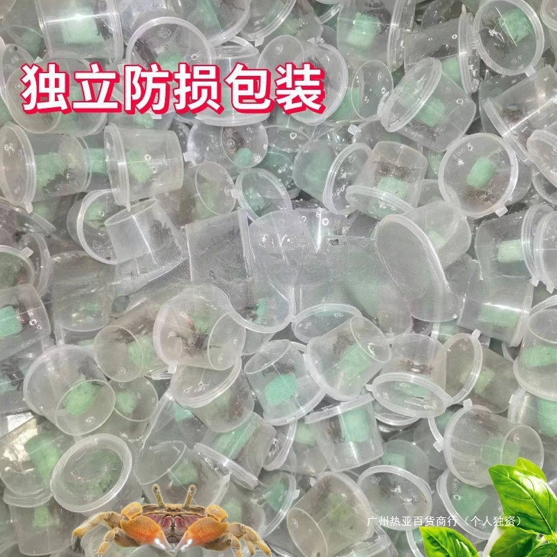 Crab Wholesale Crab Mini Chili Crab Small Crab Ornamental Crab Freshwater Pet Crab Mate Mini China