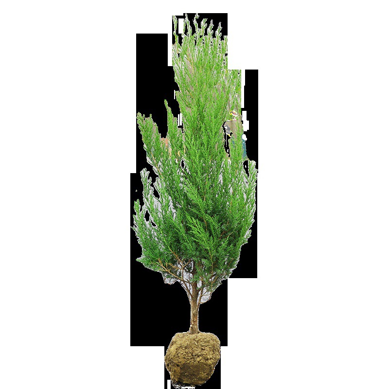 Tasong Cemetery Pine Saplings, Grave Pine Cypress, Tamarack, Cypress, Cypress, Thuja, Pagoda Pine, Qingming Pine