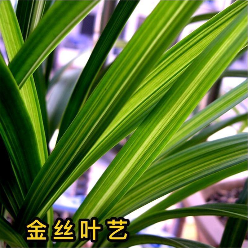 Extra Large Pot of 15 Seedlings, Golden Horsetail, Big Phoenix, Seven Fairy Blooms, Very Fragrant Indoor Potted Orchids, Cross-Border Hot Selling