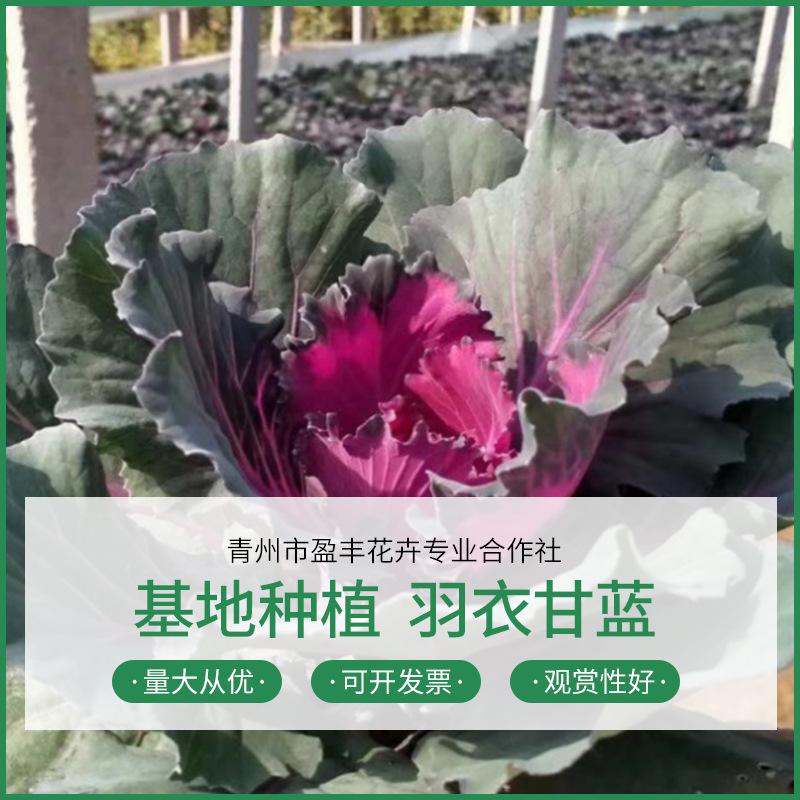 Саженцы капусты, оптовая продажа, большая поставка, морозостойкие саженцы капусты из Шаньдуна