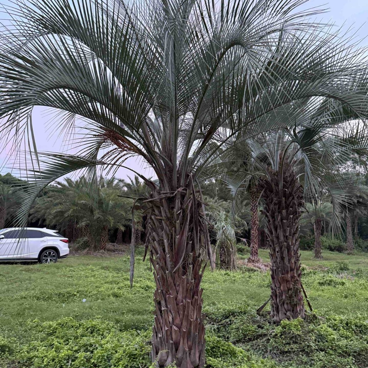 Henan Budi Coconut Price Shanghai Hubei Budi Coconut Supply Jiangxi Budi Coconut Tree Wholesale Base