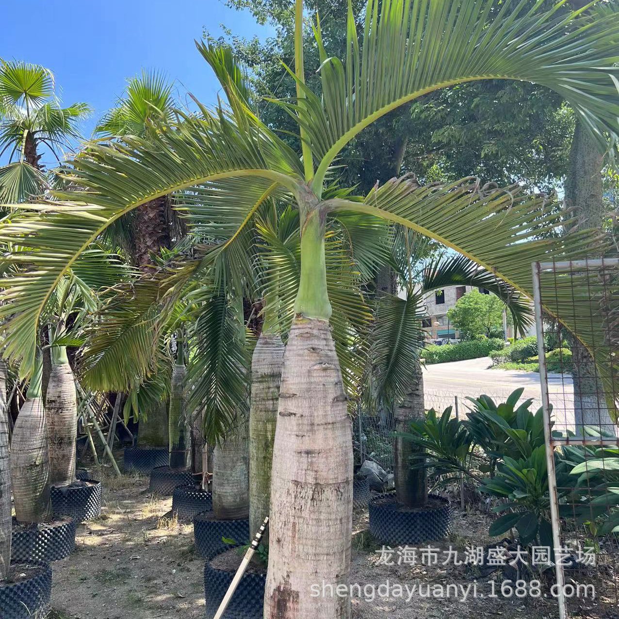 Hainan Coconut Tree Southern Wine Bottle Coconut Price Wine Bottle Coconut Is Suitable for Indoor Greenhouse Planting