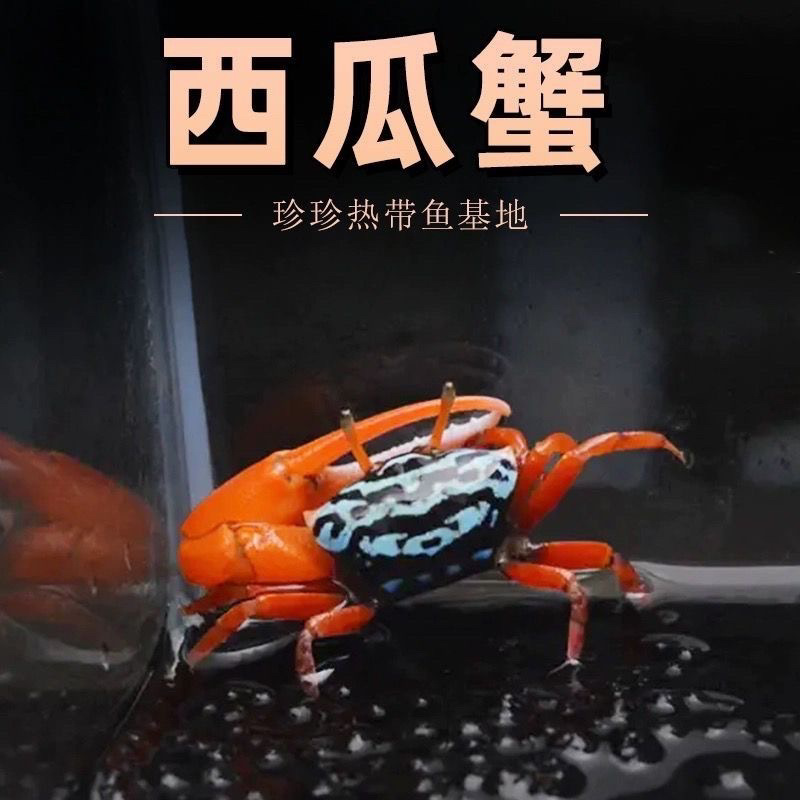 Арбузный краб, пара крабов, краб-отшельник, настольный декоративный краб, живой домашний краб, красочный маленький краб, милый питомец