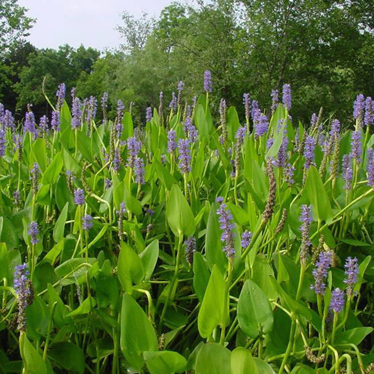 Base Aquatic Plants, Catfish Grass Foliage Plants, Aquatic Florals and Catfish Grass Are Available in Complete Varieties and Can Be Ordered for Engineering