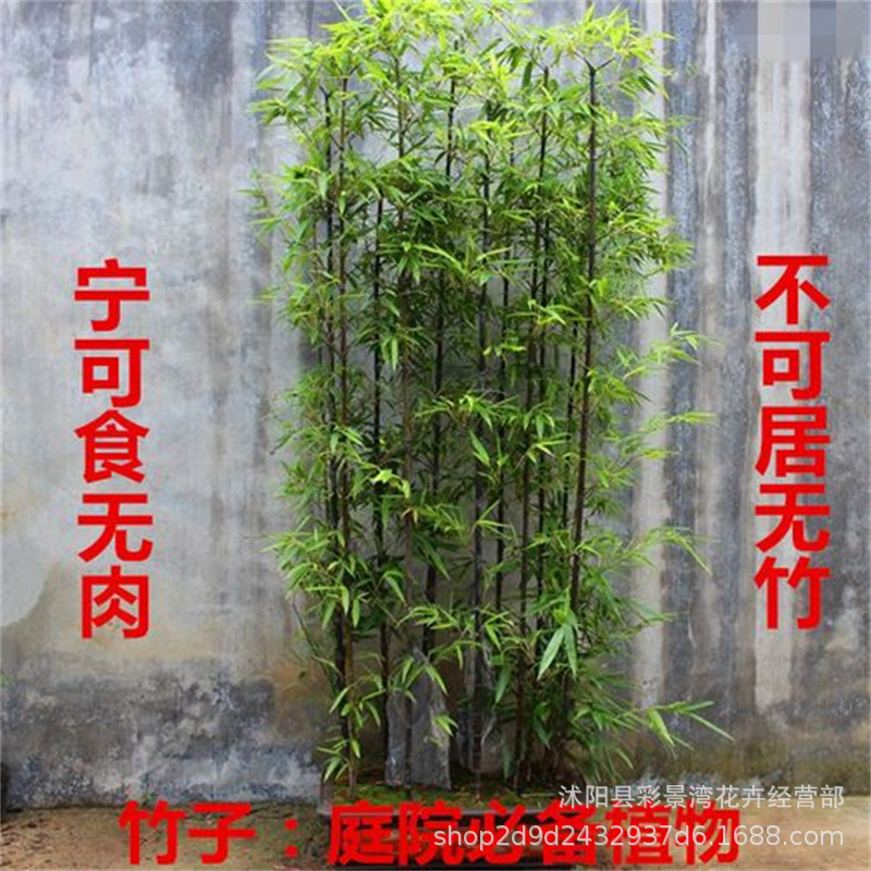 Bamboo Garden Plants Are Evergreen in All Seasons, North and South Cold-Resistant Golden Bamboo, Purple Bamboo, Green Bamboo, Gold Inlaid Jade Bamboo Engineering Seedlings
