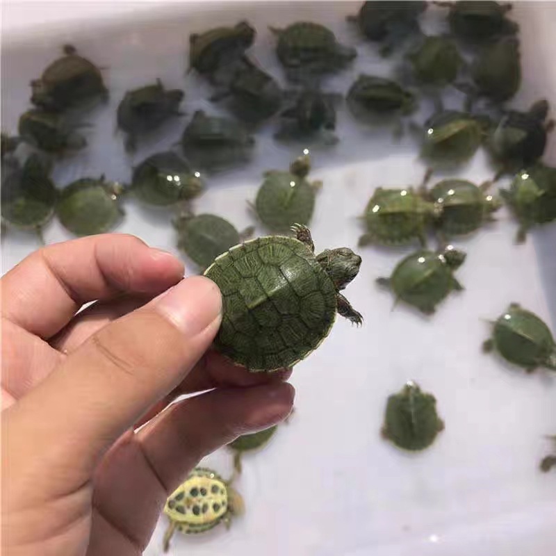 Brazilian Turtle Seedlings, Popular Street Stalls, Colorful Turtles for Raising Outer Ponds, Wholesale, Healthy, Lively and Cute, Live Package
