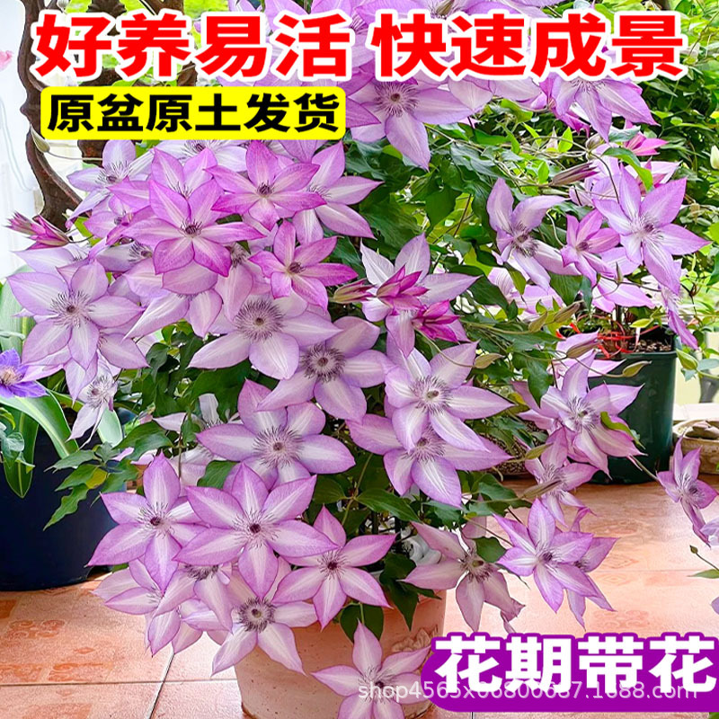 Clematis Seedlings Climbing Plants Courtyard Cold-Resistant Green Plants Potted Seedlings Utopia Silver Coins Balcony Four-Season Climbing Florals
