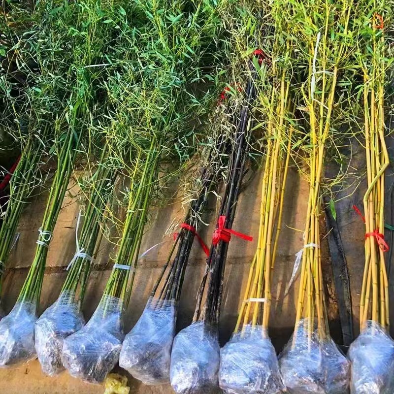 Bamboo Seedlings, Garden Plants, Purple Bamboo, Gold Inlaid Jade, Luohan Bamboo, Northern Cold-Resistant, Evergreen, Large-Scale Ground-Planted Green Bamboo Seedlings