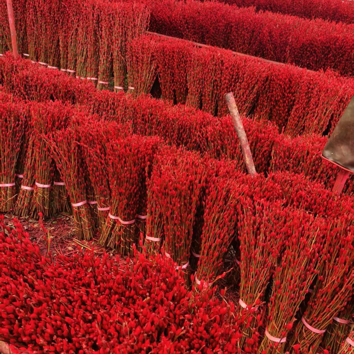 Fresh Branches of Silver Willow, Colorful Willow, Real Flowers, Dried Flowers, Direct Delivery from the Manufacturer Base 60cm Gao Gao, Shipped from Sichuan