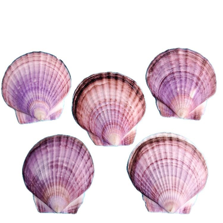 Natural White Shell DIY Handmade Painting Graffiti Wall Hawaiian White Fan Shell Wholesale