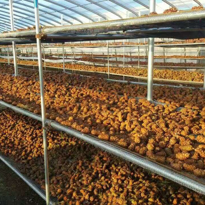 Supply Daxinganling ponytail pine Tower small pine Weir pine Tower nut snack Origin new product rat food