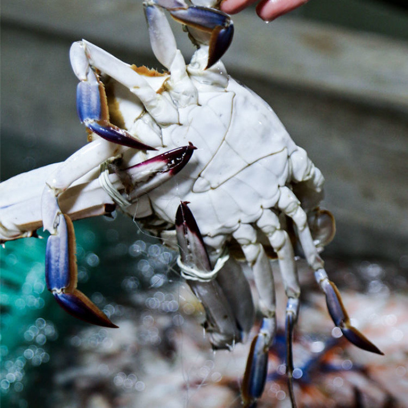 Fresh Live and Frozen Jumbo Hairy Crabs, Extra Large and Fattened, Frozen White Crabs, Wholesale in Bulk