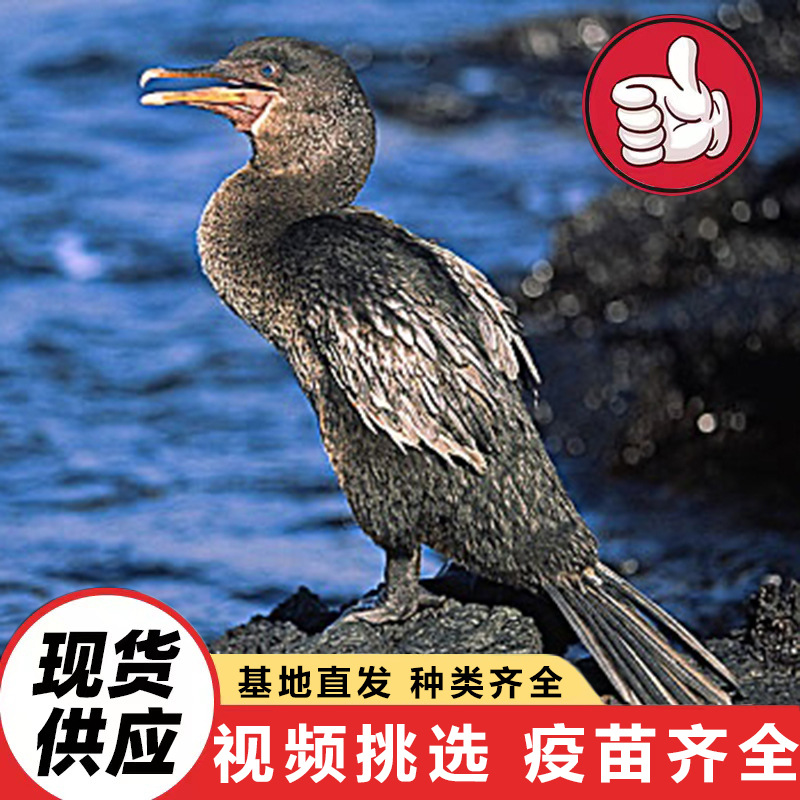 Ферма по разведению живых бакланов продает большие количества бакланов для ловли рыбы. Цена на саженцы бакланов для выступлений в парке