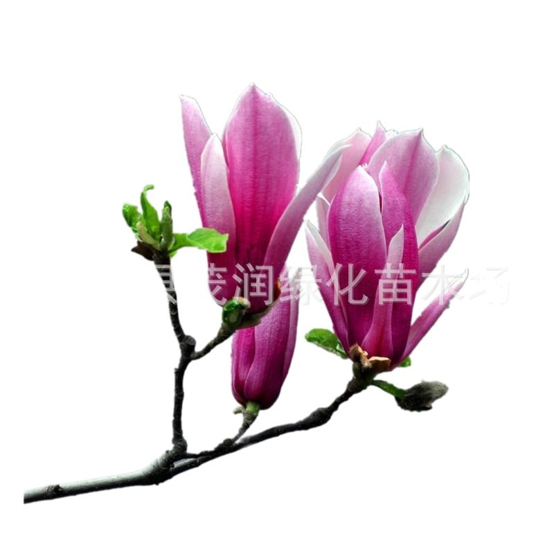 Grafted Magnolia Seedlings Magnolia Saplings Wholesale Yellow Purple Magnolia White Magnolia Magnolia Seedlings Landscaping Saplings