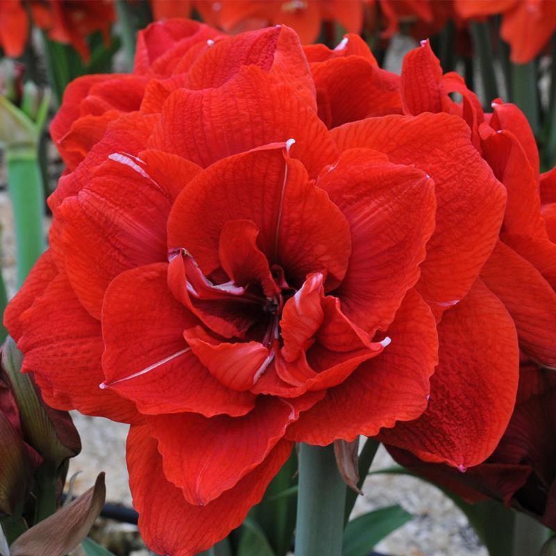 [Flowering All Year Round] Imported Amaryllis Double-Flowered Large Potted Plants, Living Room Green Plants and Florals, Easy to Feed