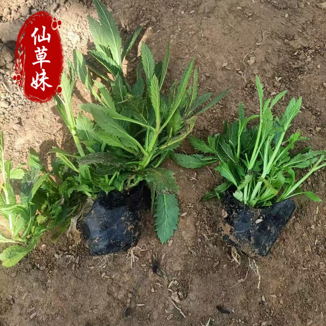 Base Supply Willow Verbena, Santos Verbena Potted Perennial Root Florals, Green Flower Sea