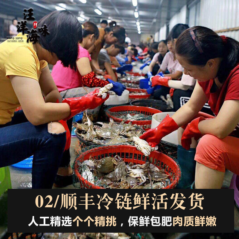 Fresh Live and Frozen Jumbo Hairy Crabs, Extra Large and Fattened, Frozen White Crabs, Wholesale in Bulk