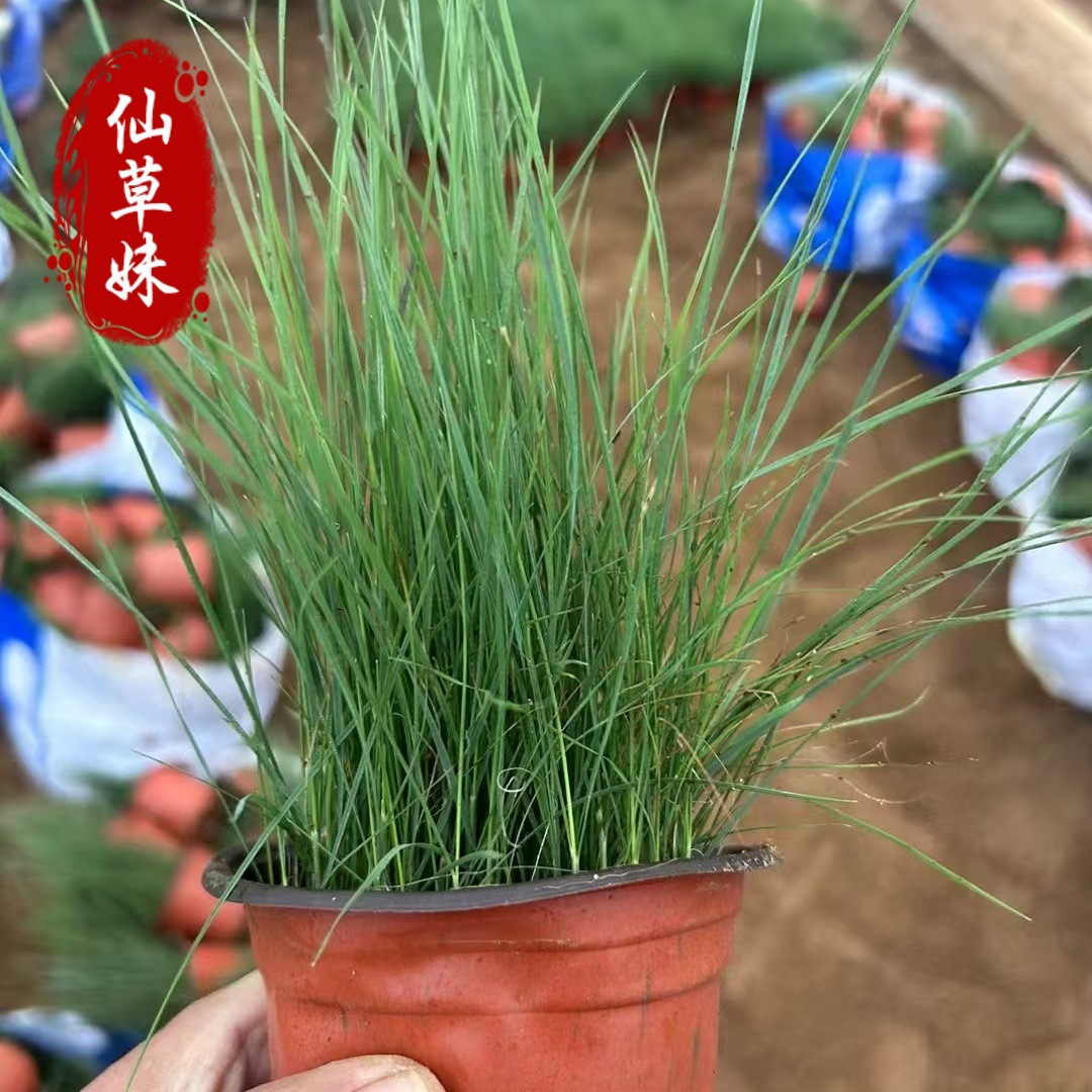 The Base Supplies Multi-Bud Grass, Perennial Ornamental Grass, Internet Celebrity Grass, Grass, Grass, Grass, Flowers, and Sea Florals