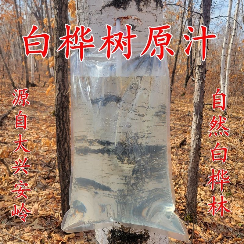 100% Birch Sap Wholesale Birch Sap 100% Birch Sap Nfc Birch Sap Birch Sap