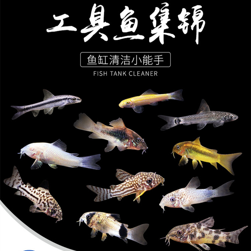 Mouse Fish Cleaner Algae Remover Special-Shaped Tool Fish Cleaner Fish Excrement Bottom Fish Small Freshwater Tropical Fish Wholesale