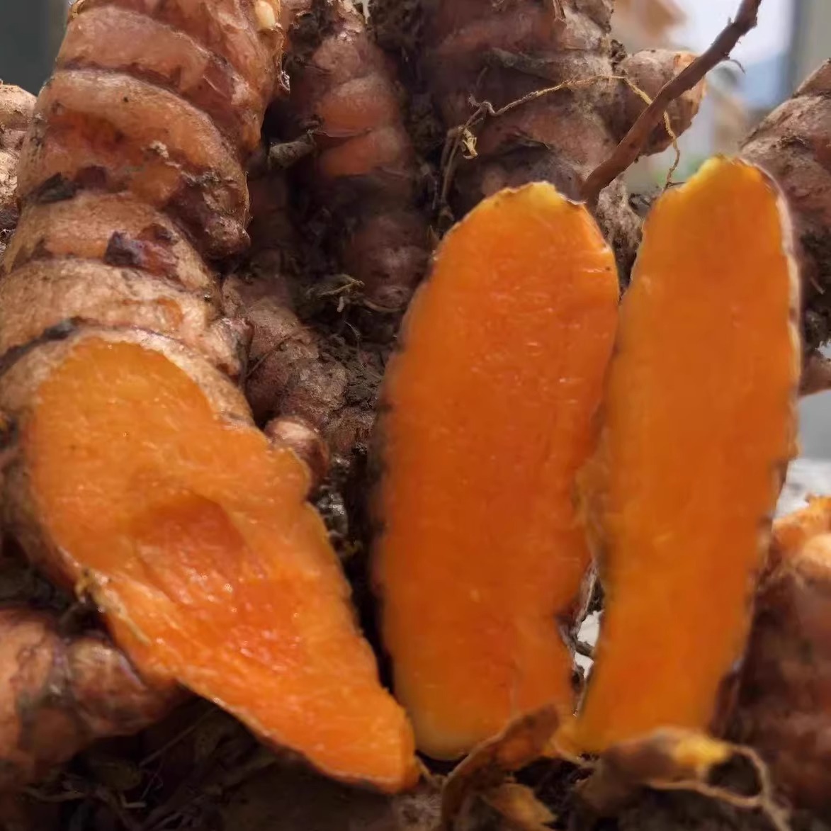 Fresh Wild Turmeric from Guangxi, Fresh Red Ginger, Medicinal Ginger Curry Turmeric for Postpartum Recovery, in Stock with Free Shipping