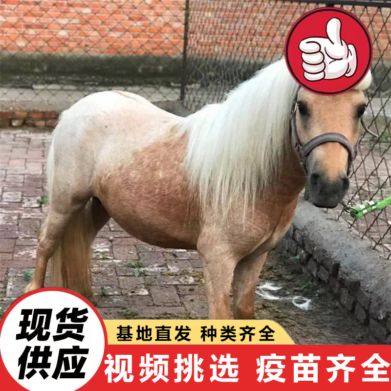 Shandong Farms Sell Live Dwarf Horses for Children to Ride On, Purebred German Dwarf Horses Price