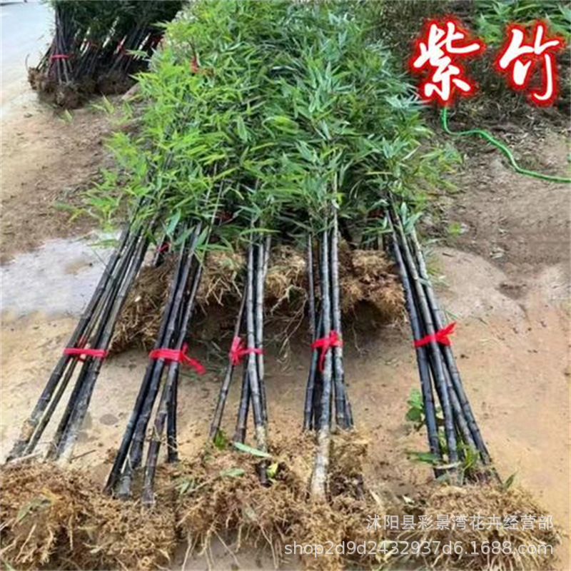 Bamboo Garden Plants Are Evergreen in All Seasons, North and South Cold-Resistant Golden Bamboo, Purple Bamboo, Green Bamboo, Gold Inlaid Jade Bamboo Engineering Seedlings