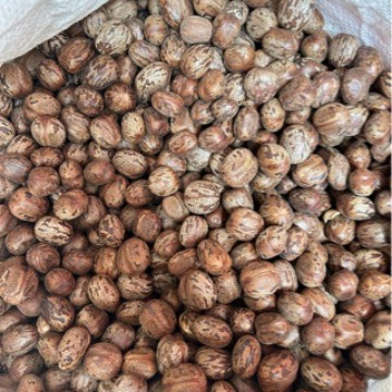 Wholesale rubber tree fruit rubber fruit rubber seed bird egg fruit bodhi