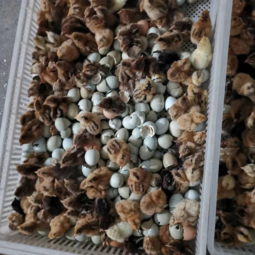 Towen Seedlings, One-Month-Old Hemp-Feathered Egg-Laying Chicken Seedlings, High-Yielding Native Chicken Female Seedlings, Green-Shell Egg-Laying Chicken Seedlings, High-Yielding Half-Sized Young Chickens