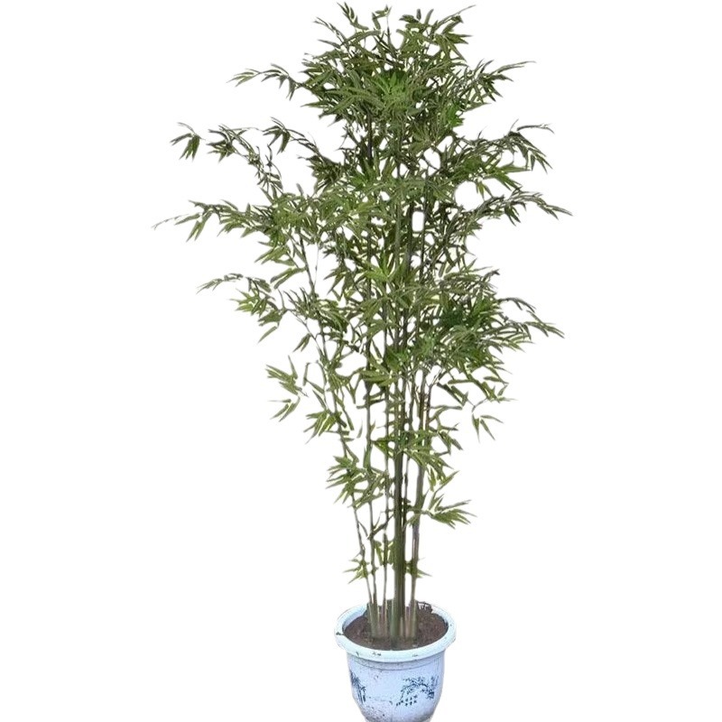 Potted Bamboo Seedlings, Courtyard Hedge Plants, Gold Inlaid Jade Bamboo Green Landscape Bamboo Seedlings, Purple Bamboo Seedlings Base Direct Sales Wholesale