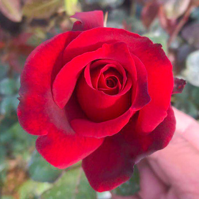 Rose Seedlings Potted Rose Flower Roots Large Flower Green Plants Balcony Indoor Courtyard Easy to Live Old Roots Fragrant Rose Seedlings