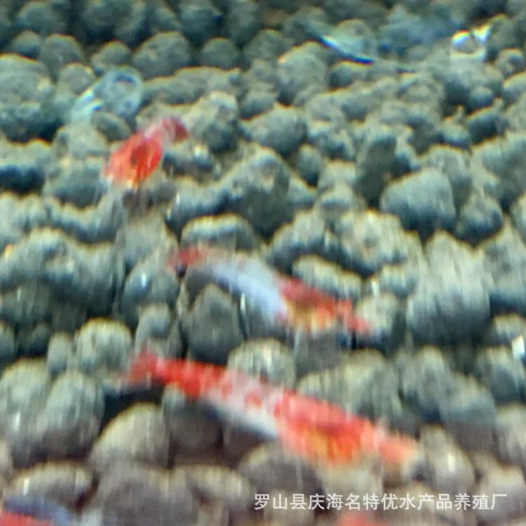 Sakura Shrimp Glazed Shrimp Mixed Red Glazed Shrimp Red Sakura Shrimp Ornamental Shrimp Pet Shrimp Freshwater Xiao Mi Shrimp Wholesale